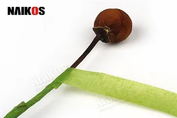 Hoe bloemen tape te gebruiken om stengels te beveiligen